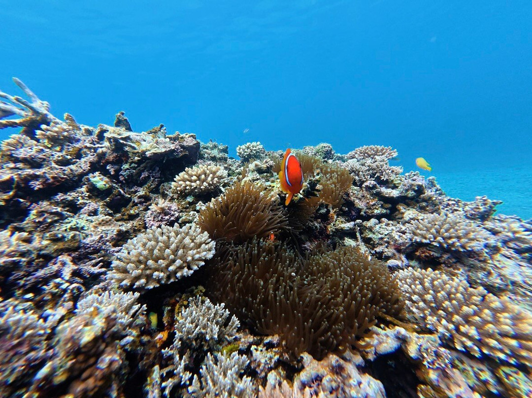 IRIOMOTE ADVENTURE PiPi-竹富町西表岛必去景点