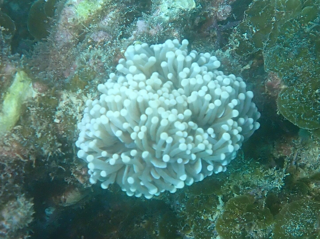 Ningaloo Reef Dive & Snorkel-珊瑚湾必去景点