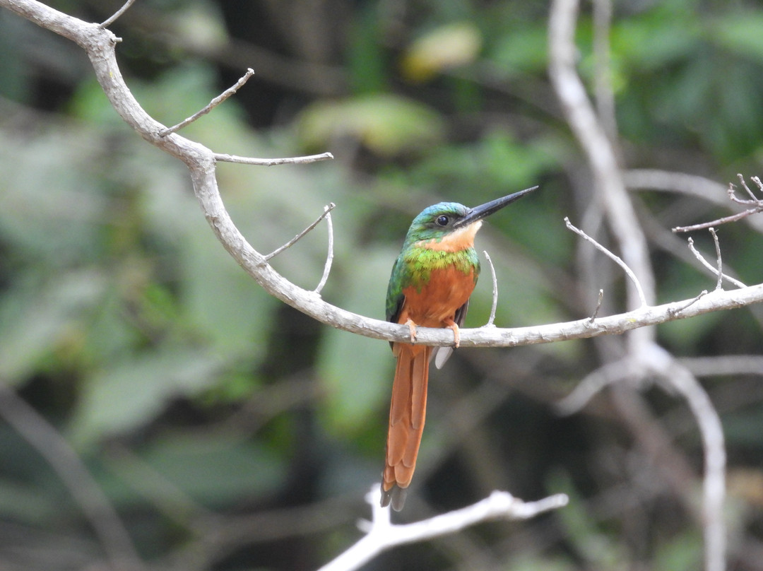 Wild Llanos Tours and Safaris-Yopal必去景点