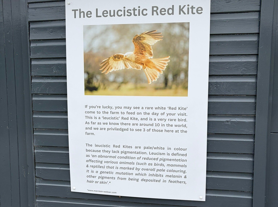 Gigrin Farm Red Kite Feeding Centre-Rhayader必去景点