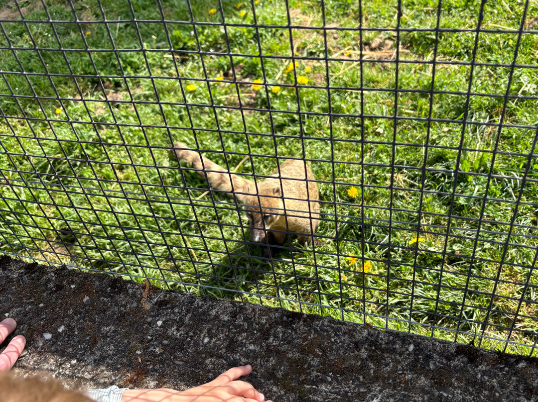 Parc Animalier de Pradinas-Pradinas必去景点