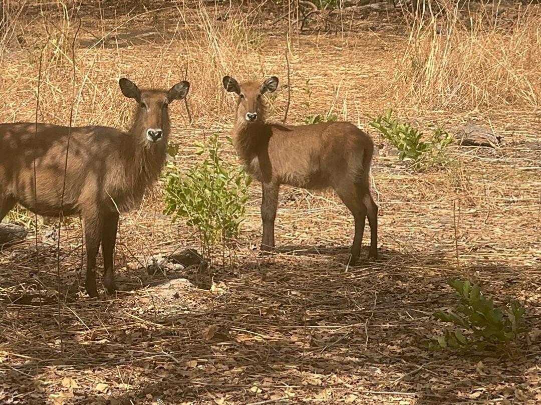 Fathala Wildlife Reserve-Dassilame Ba必去景点