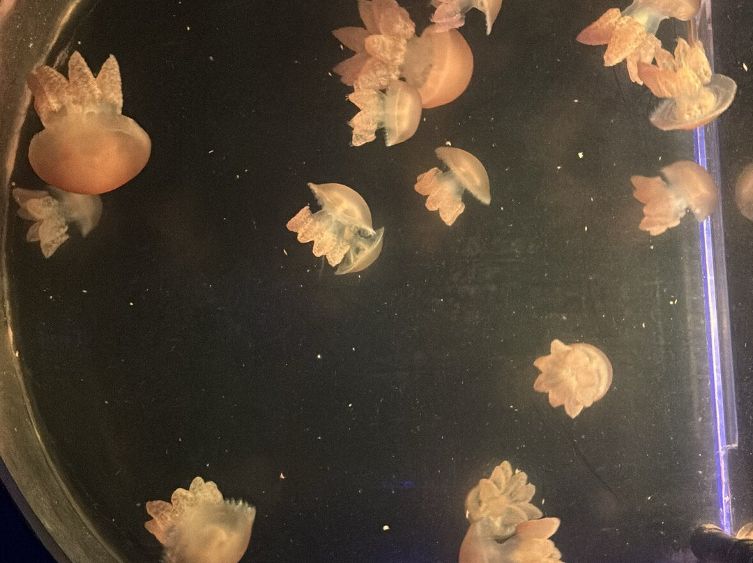 Ubatuba Aquarium-乌巴图巴必去景点