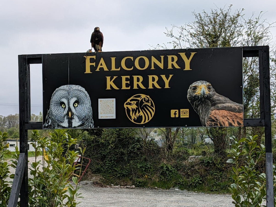 Falconry Kerry-基拉尼必去景点