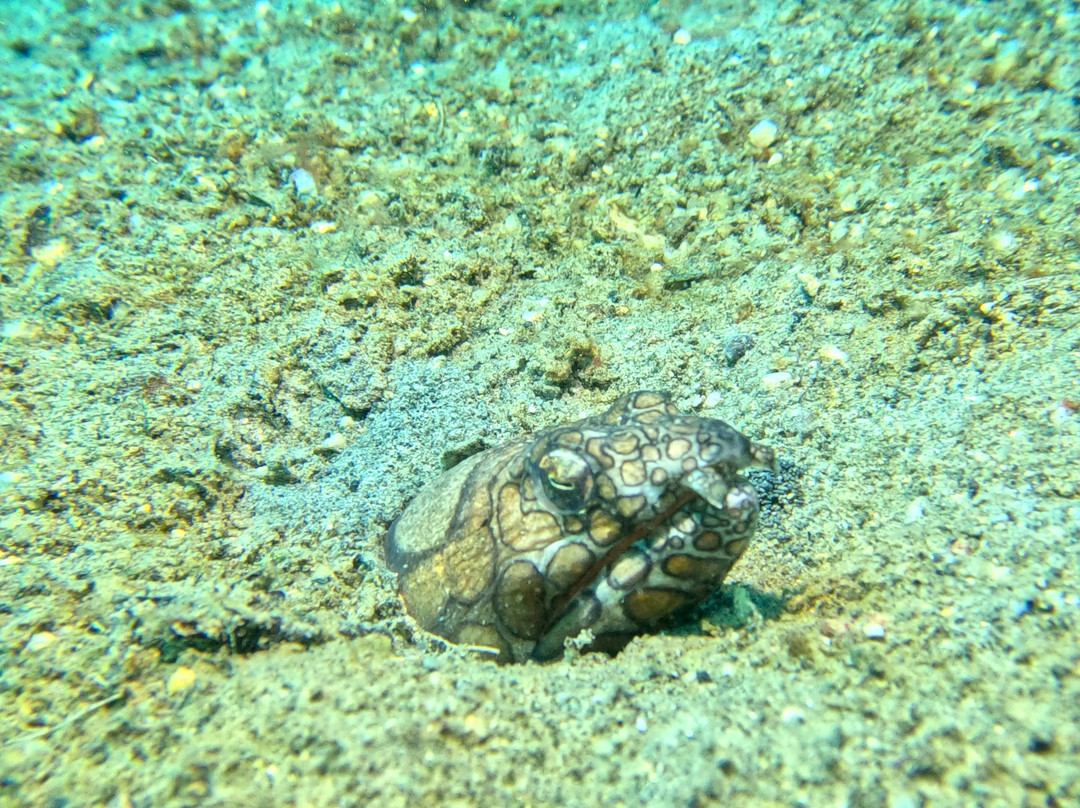 Miguel's Diving Gorontalo-哥伦打洛必去景点