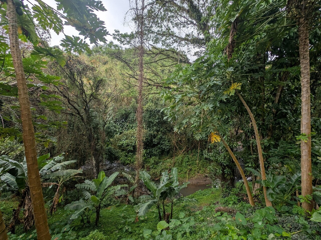 Annandale Falls-St. George's必去景点