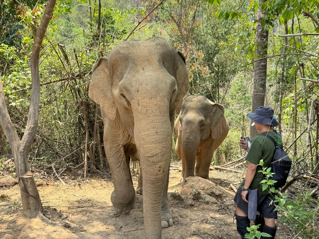 MandaLao Elephant Conservation-琅勃拉邦必去景点