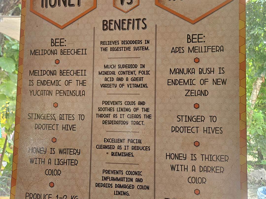 Mayan Bee Sanctuary-San Miguel de Cozumel必去景点