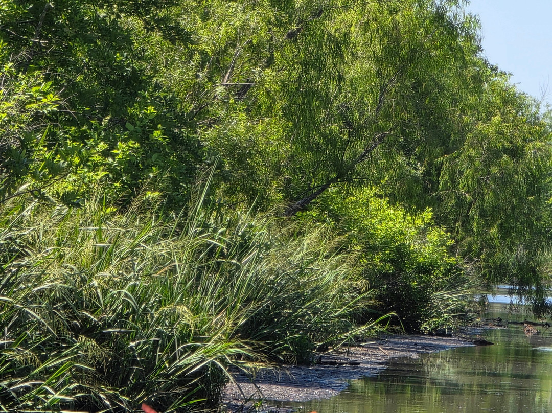 Ragin Cajun Airboat Tours-新奥尔良必去景点