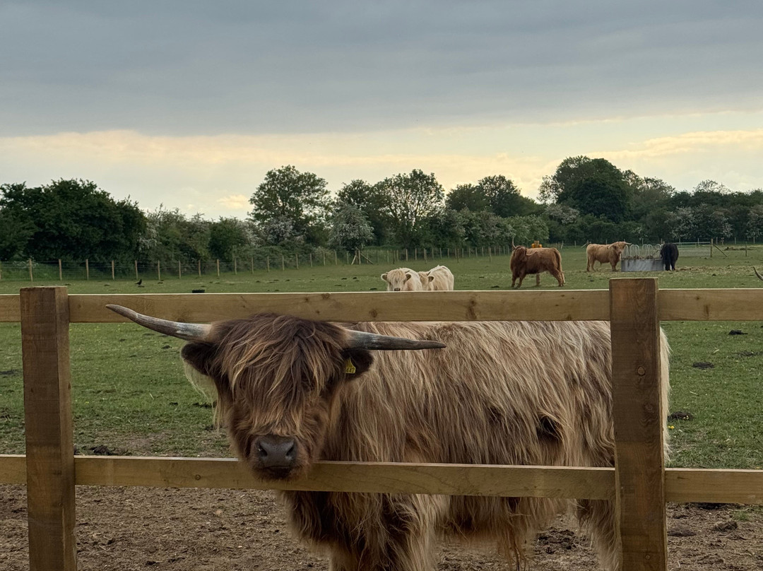 Highland Cow Cottage-Royston必去景点