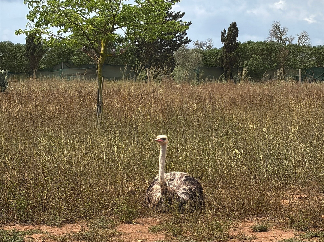 Artestruz Mallorca-Campos必去景点