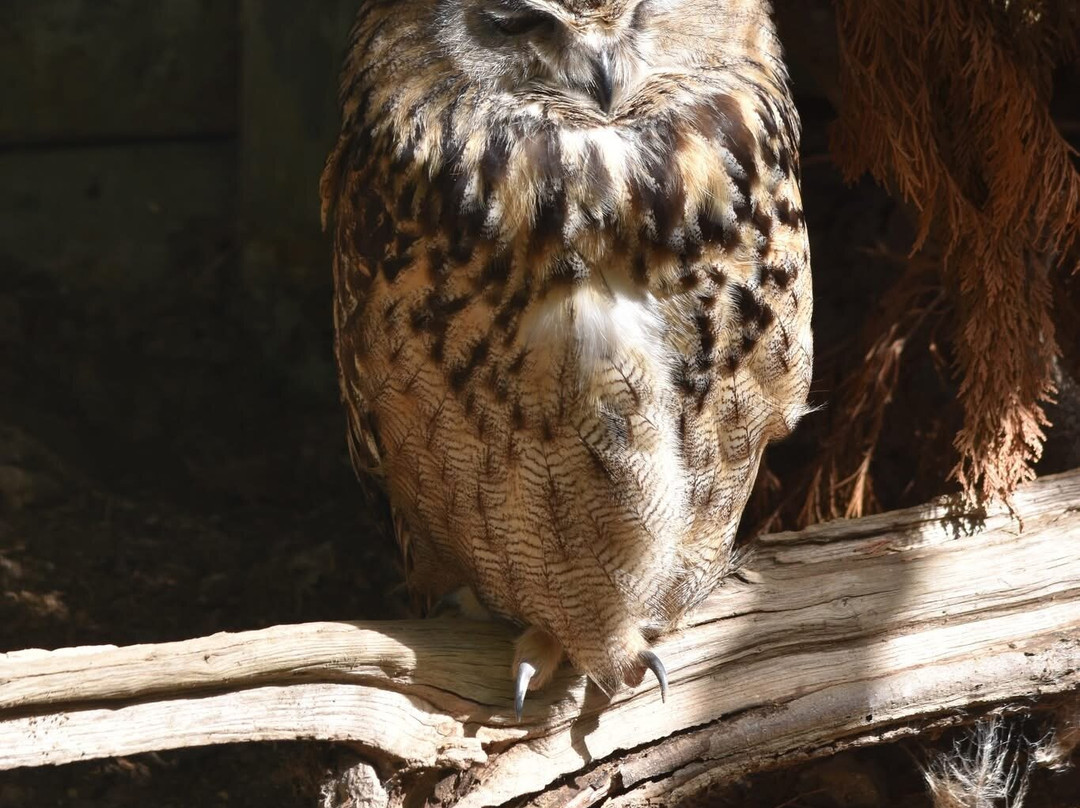 British Wildlife Centre-Lingfield必去景点