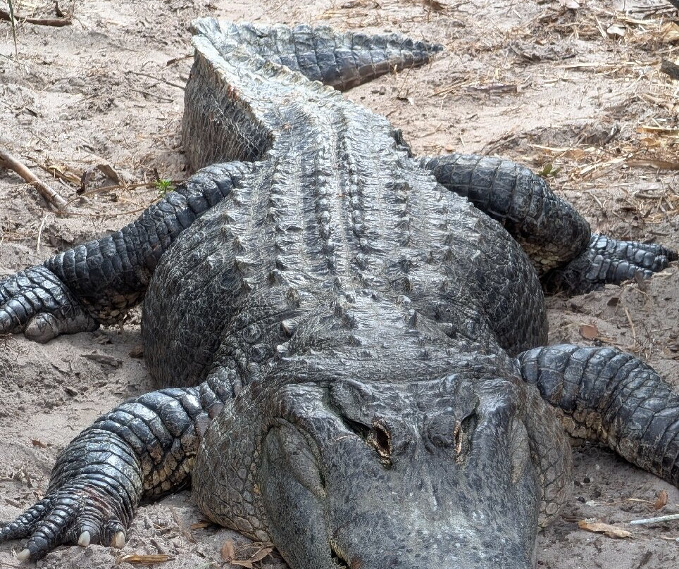 St. Augustine Alligator Farm Zoological Park-圣奥古斯丁必去景点