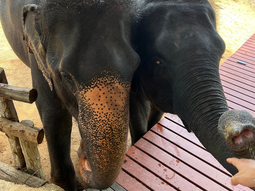 The Lake Phuket Elephant Home-Thep Krasatti必去景点