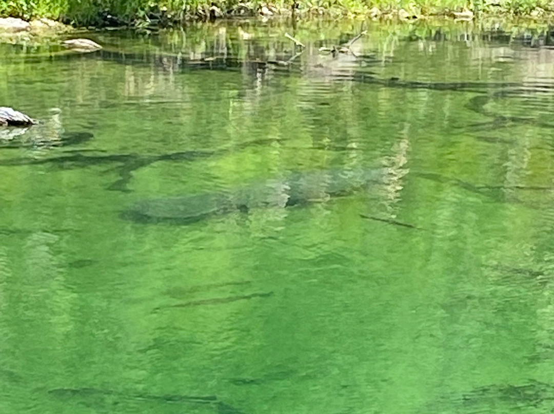 Blue Spring State Park-橙县必去景点