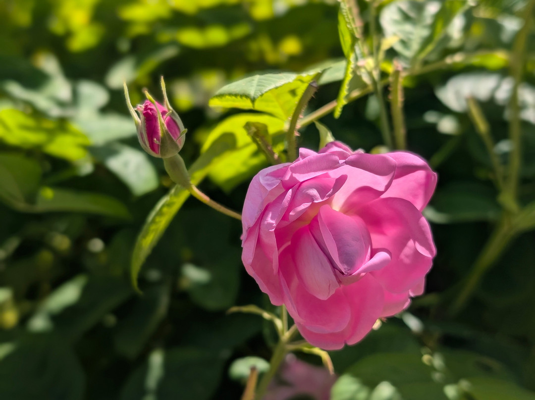 Domaine De La Rose Lancôme-Chateauneuf de Grasse必去景点