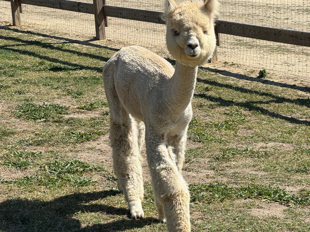 Alpacachino Ranch-Cedar Grove必去景点