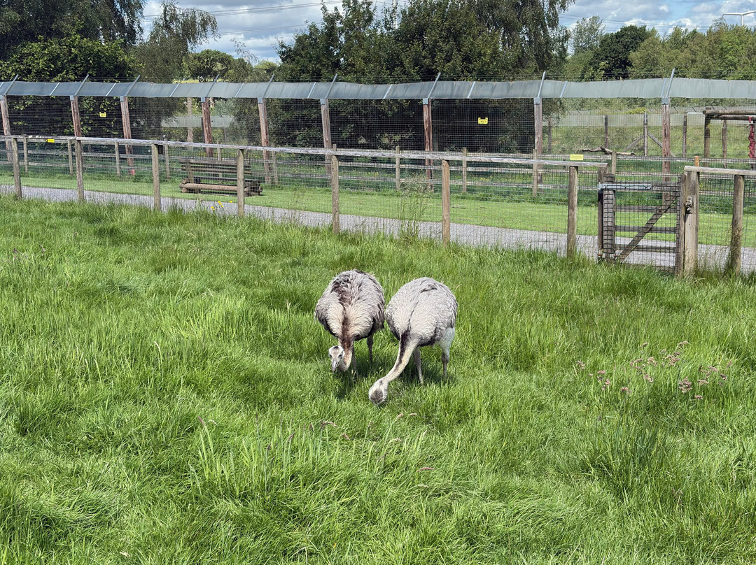 Noah's Ark Zoo Farm-Wraxall必去景点