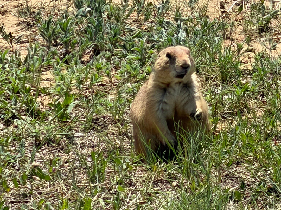 Rocky Mountain Arsenal National Wildlife Refuge-Commerce City必去景点
