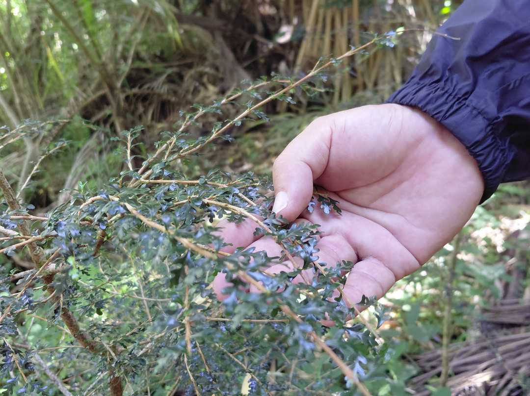 Grande Montagne Nature Reserve-罗德里格斯岛必去景点