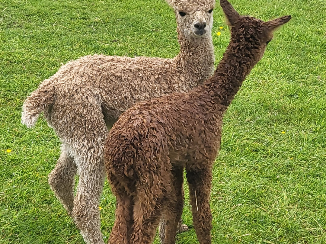 BobCat Alpacas-爱丁堡必去景点
