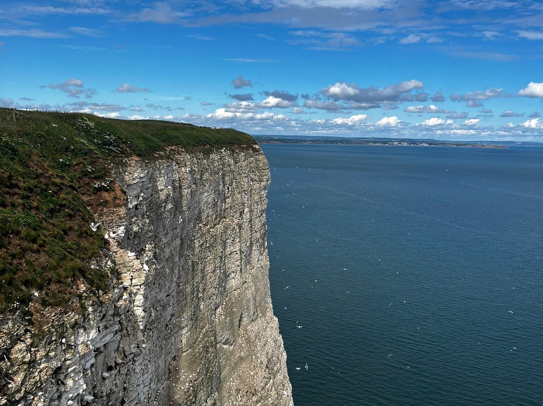 RSPB Bempton Cliffs-Bempton必去景点