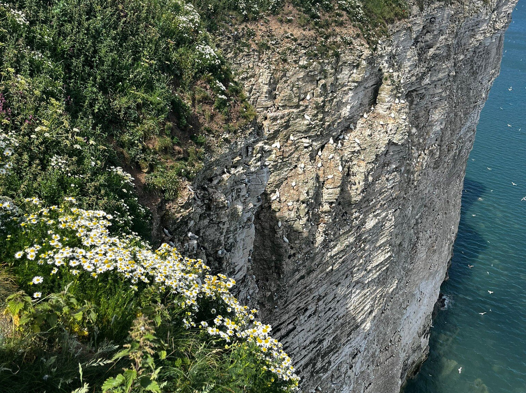 RSPB Bempton Cliffs-Bempton必去景点