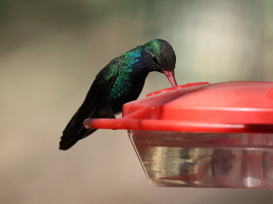 Ramsey Canyon Cabins & Bird Sanctuary主图