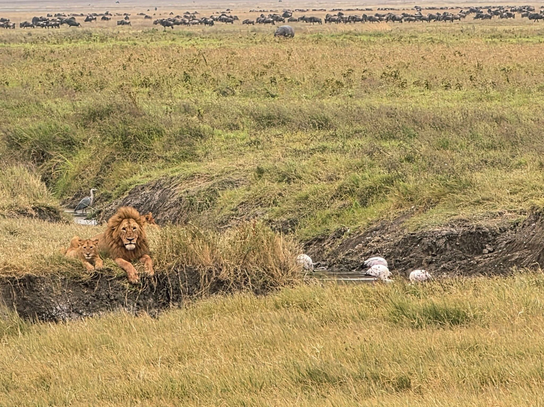 Makasa Tanzania Safaris-莫西必去景点