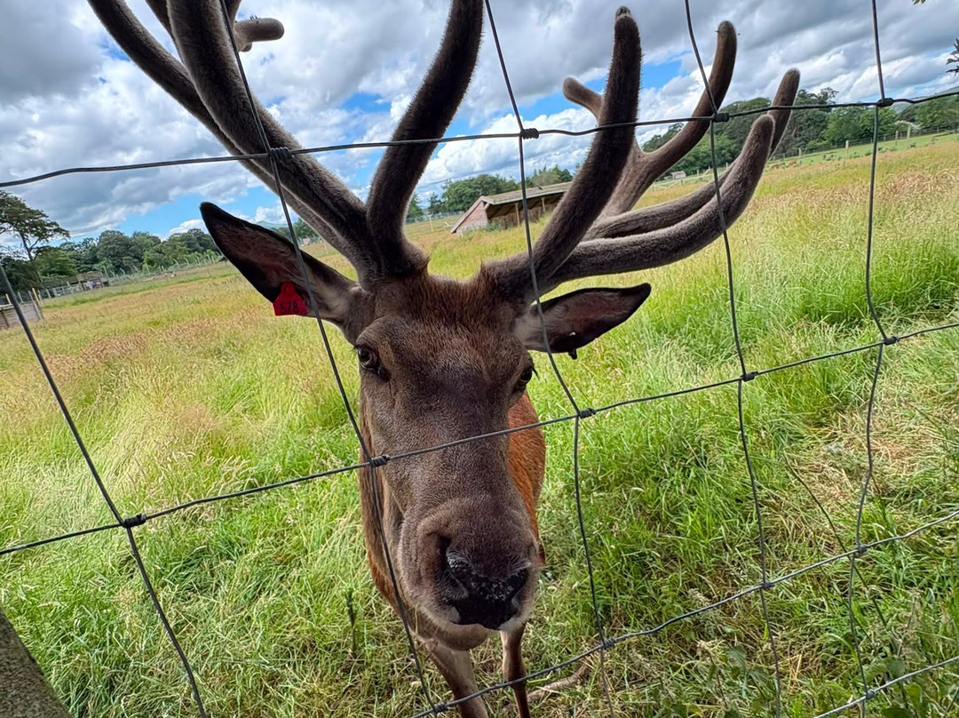 The Scottish Deer Centre-库珀必去景点