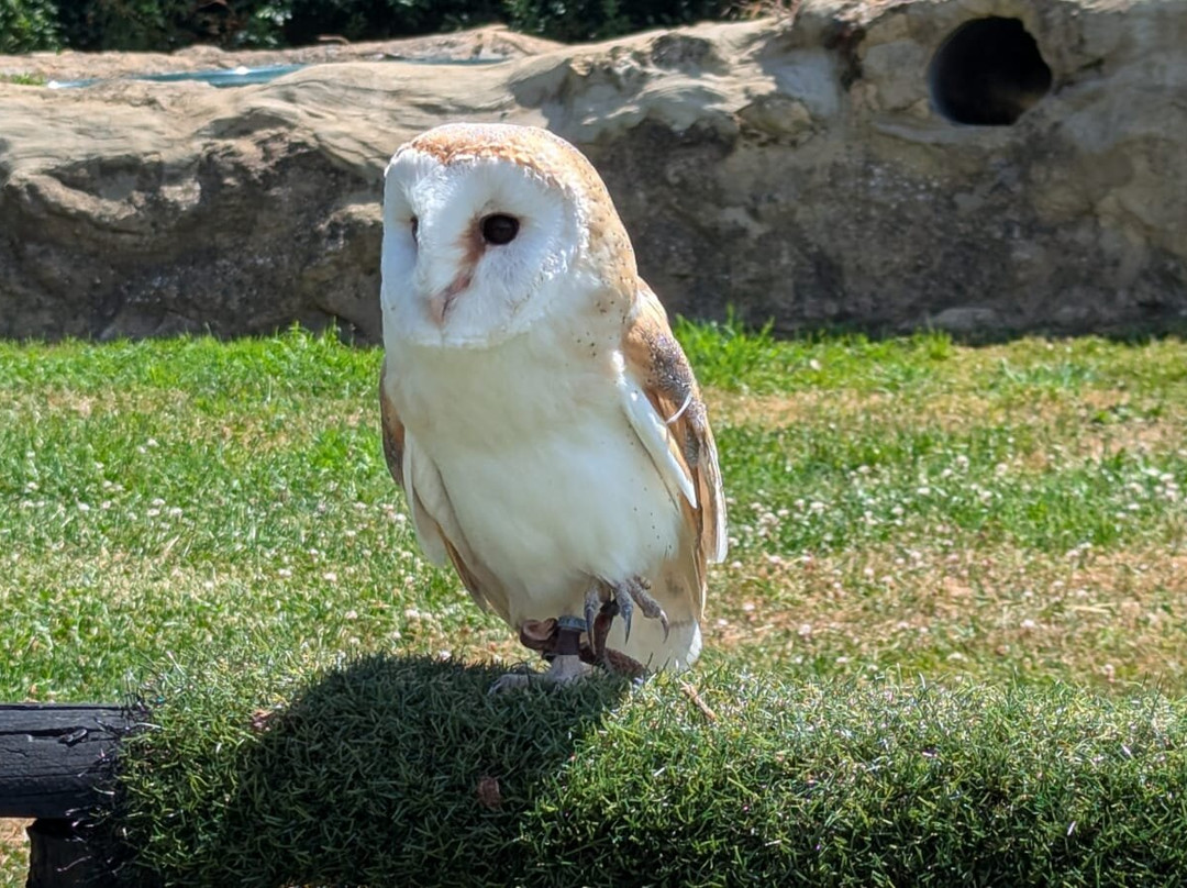 Eagle Heights Wildlife Foundation-Eynsford必去景点