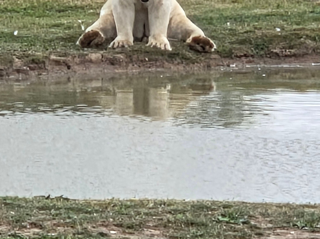 Yorkshire Wildlife Park-Auckley必去景点