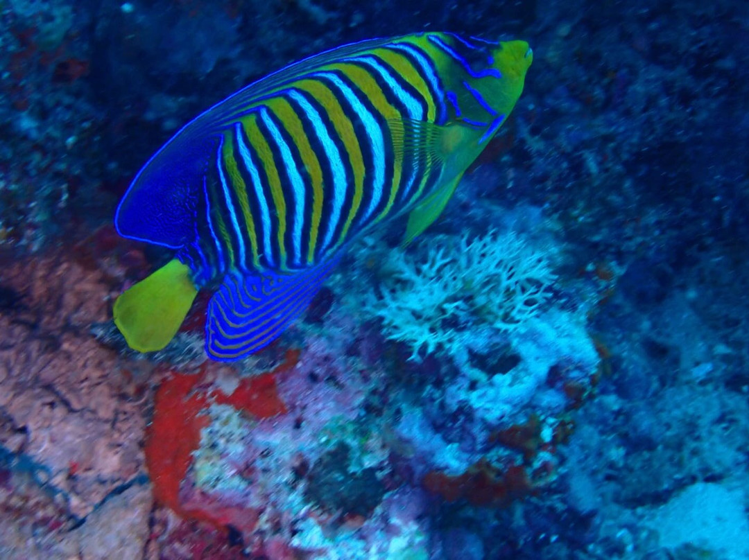 Pemba Dive Center-Makangale必去景点