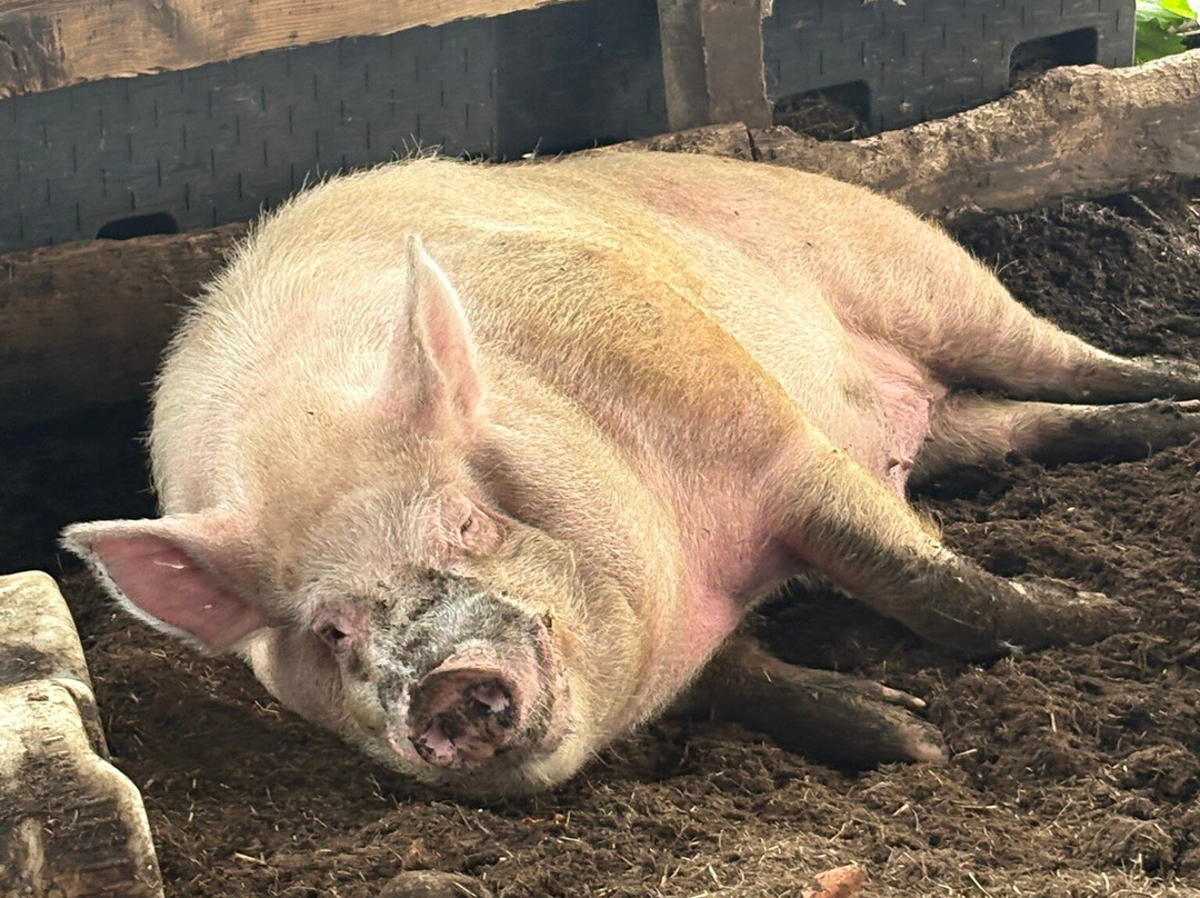 North Meadow Farm-曼彻斯特必去景点