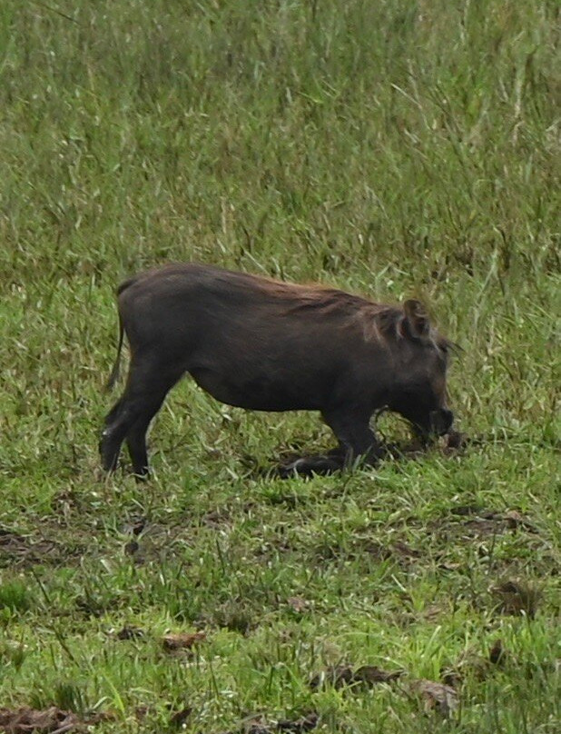 Grassrootz Adventures Uganda-坎帕拉必去景点