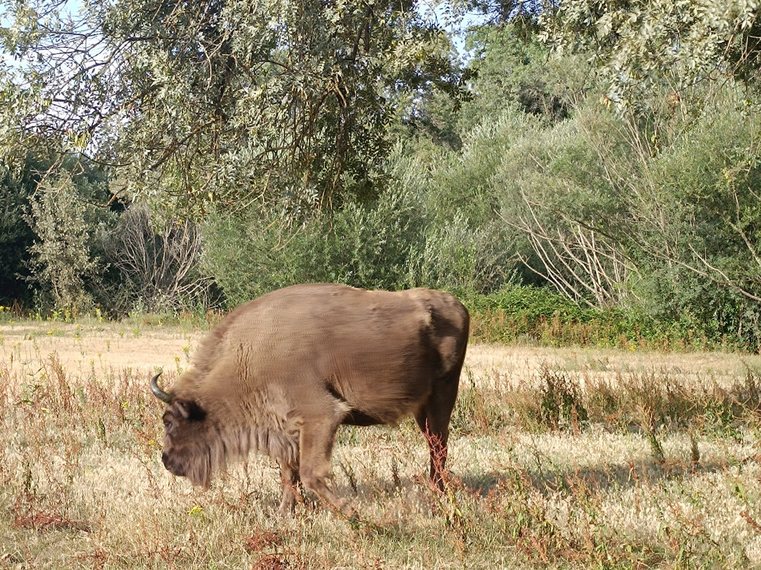 Safari Iberico Segovia-塞哥维亚必去景点