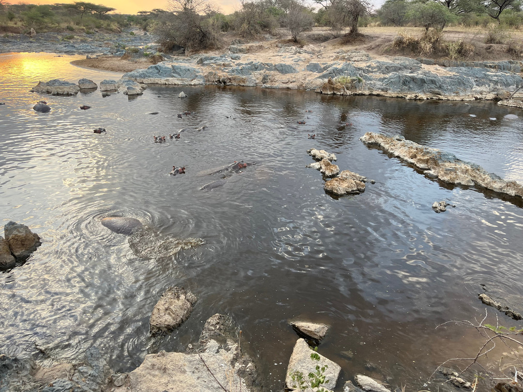 Serengeti Hippo Pool-塞伦盖蒂国家公园必去景点