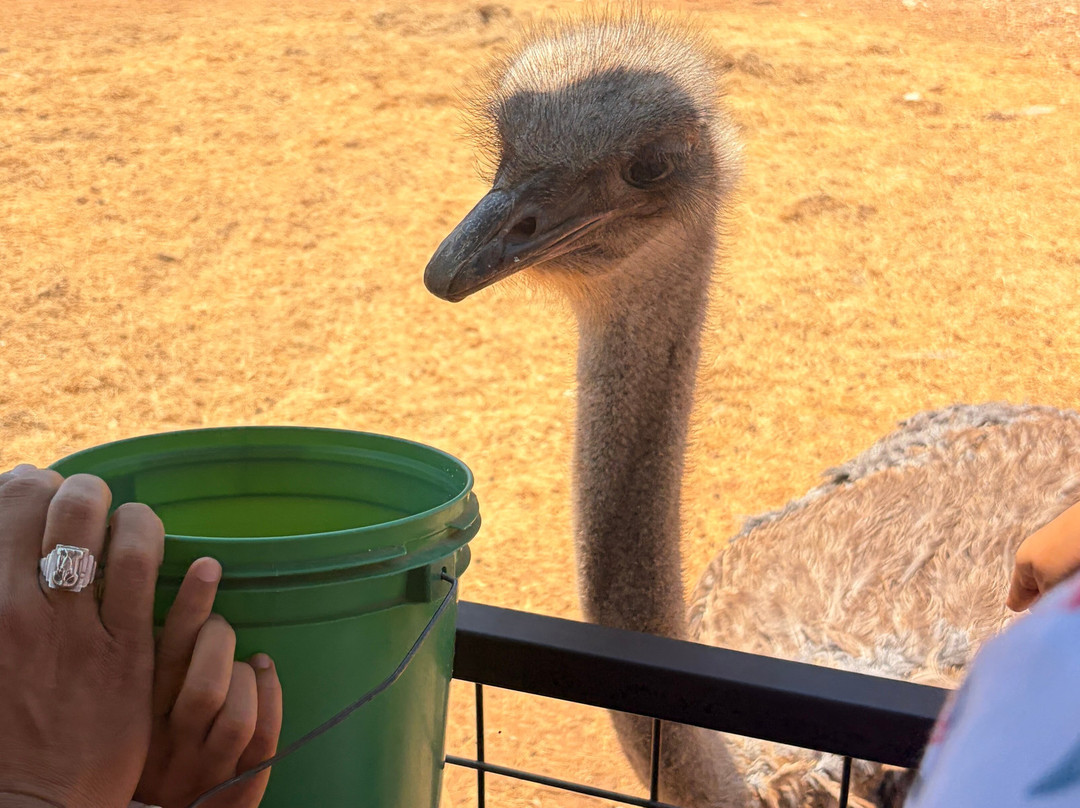 Exotic Resort Zoo, Inc.-Johnson City必去景点