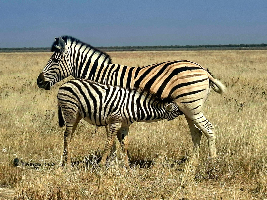 Born in Etosha Self-Drive Private Tours-Okaukuejo必去景点
