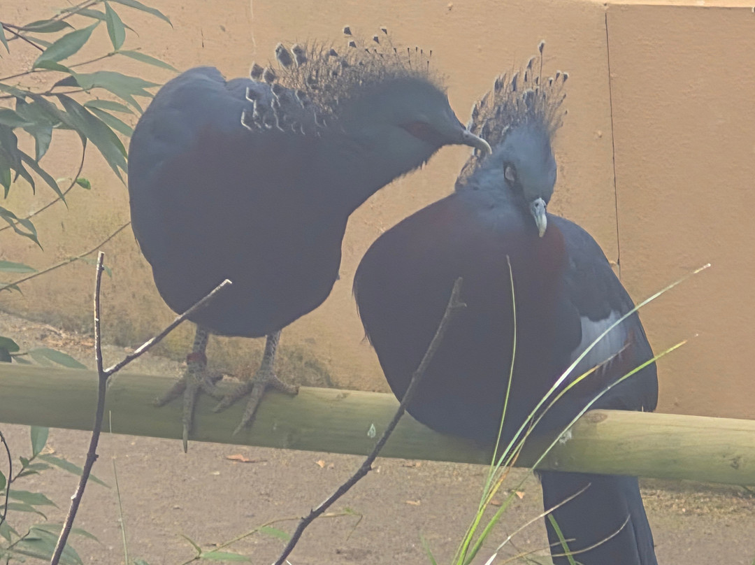 Newquay Zoo-纽奎必去景点