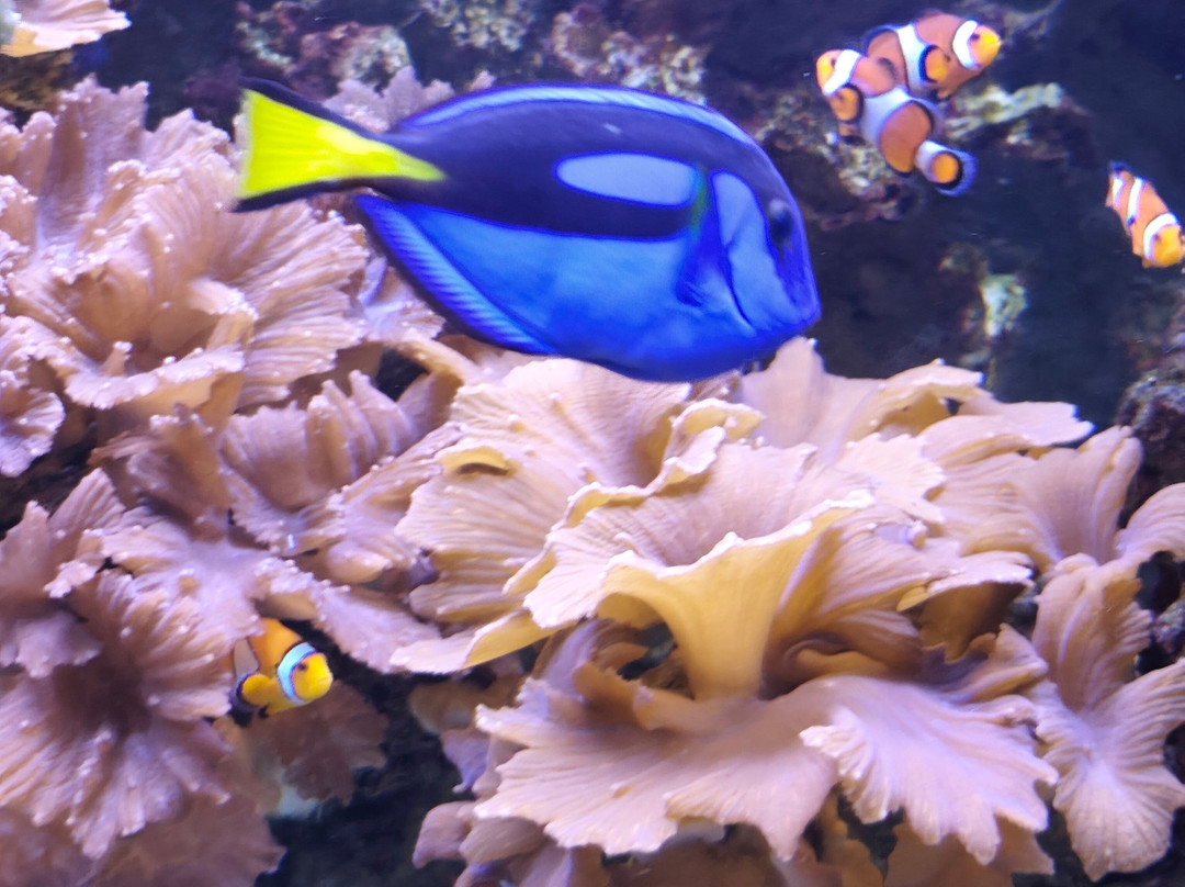 Aquarium de Vendée-Talmont Saint Hilaire必去景点