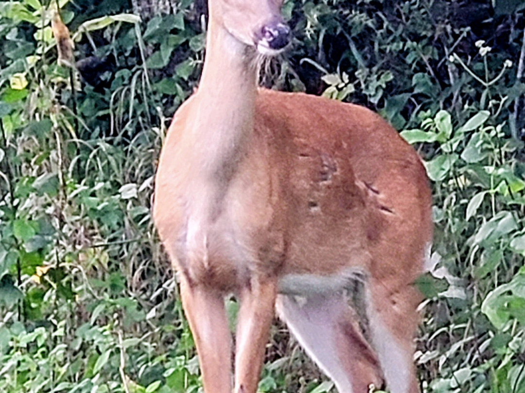 Shenandoah National Park-弗兰特罗亚尔必去景点