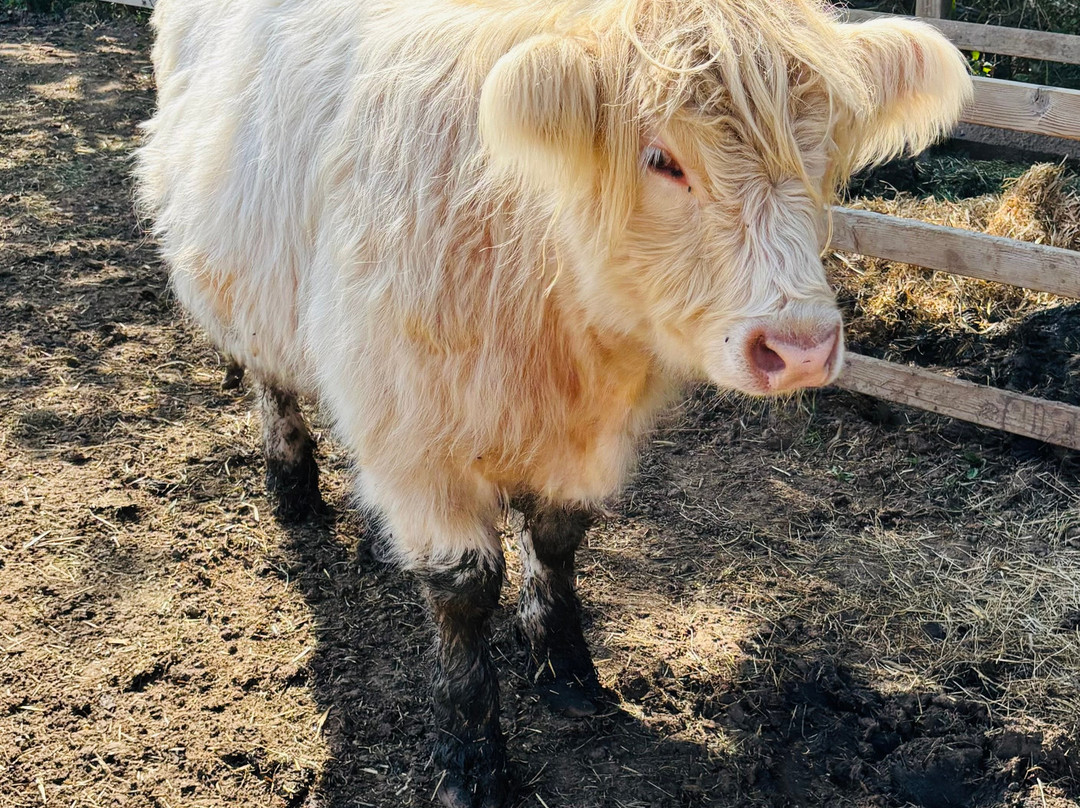 Quex Adventure Farm Park-Birchington必去景点