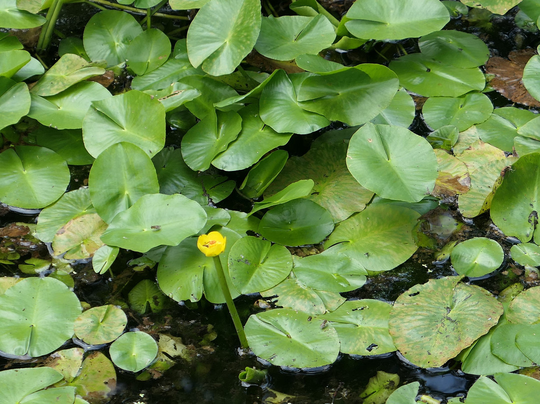 Tsukuba Botanical Garden-筑波市必去景点