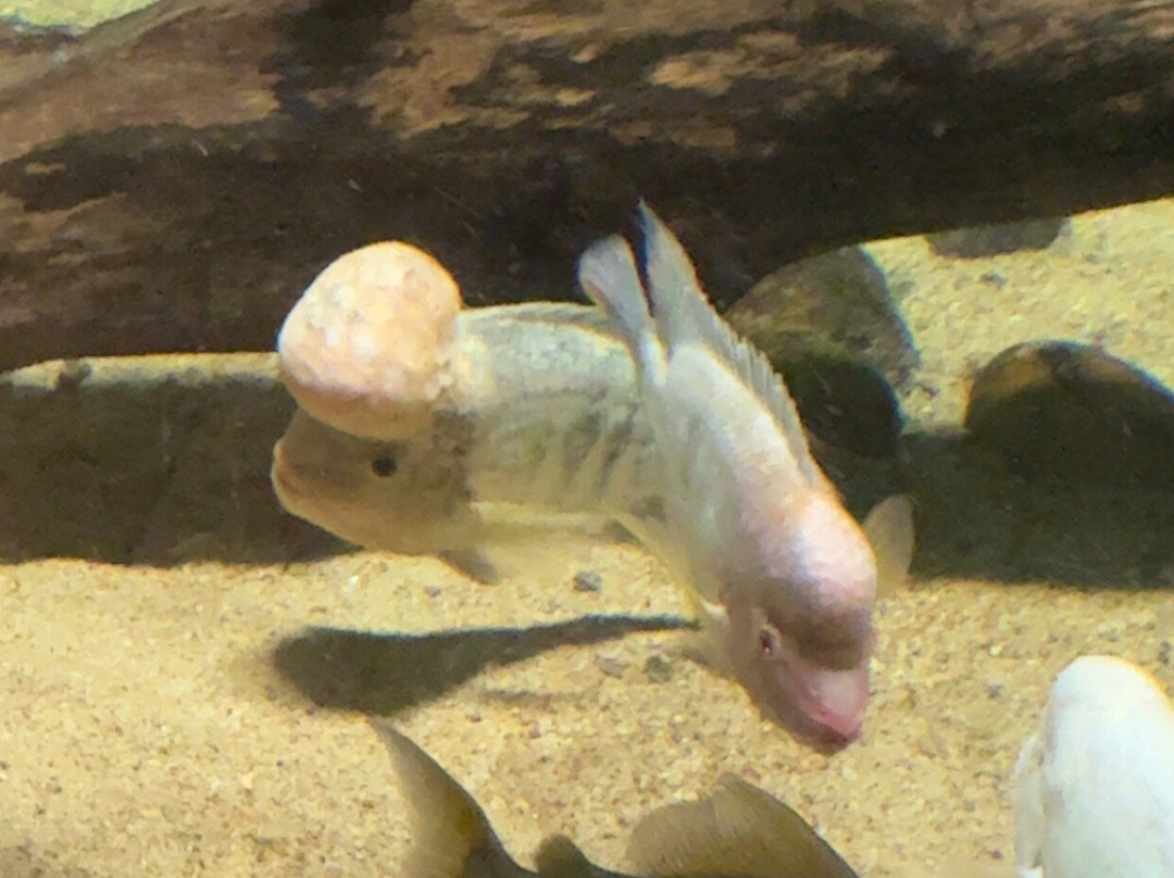 Grand Aquarium-圣马洛必去景点