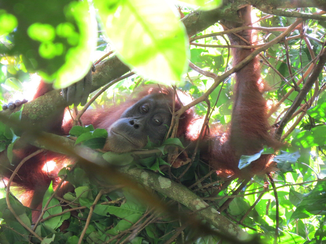Our Jungle Trekking with Safar Ketambe-Ketambe必去景点
