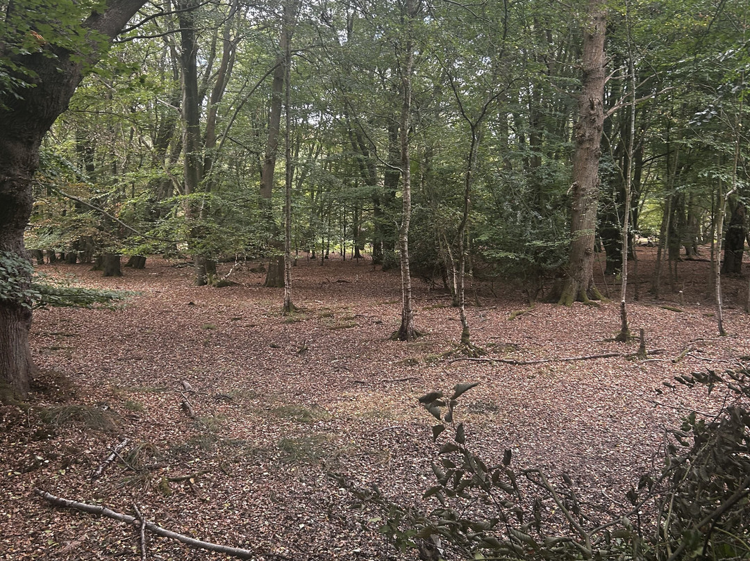 Epping Forest-Epping必去景点