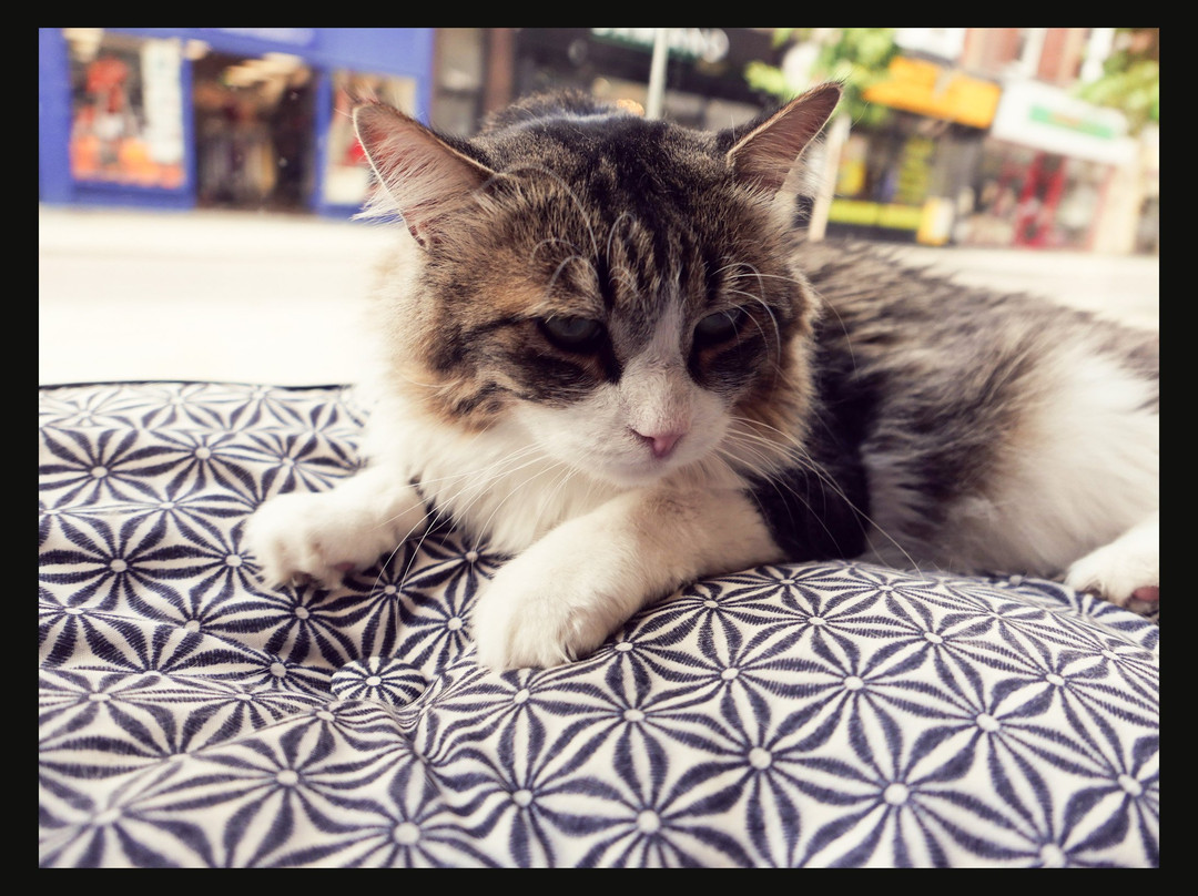 Bedford Cat Café-贝德福德必去景点