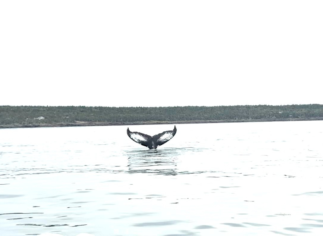Mariner Cruises Whale and Seabird Tours-Brier Island必去景点