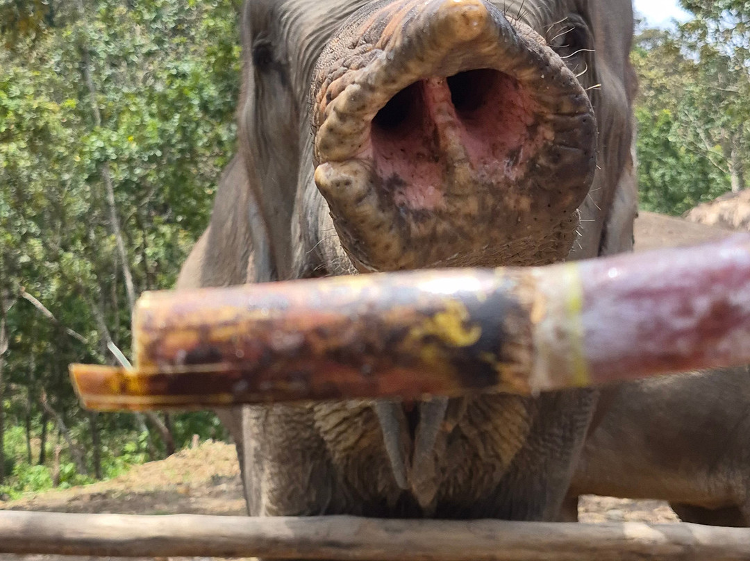Pon Elephant Thailand-清迈必去景点